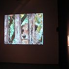 Sweet Bird of Youth, World Class Boxing, Miami, 2007; Artists: Peter Fischli and David Weiss and Hellen Van Meene